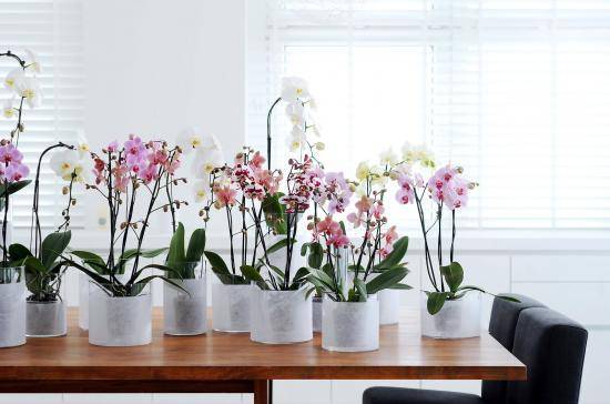 Горшки для орхидей — как правильно выбрать