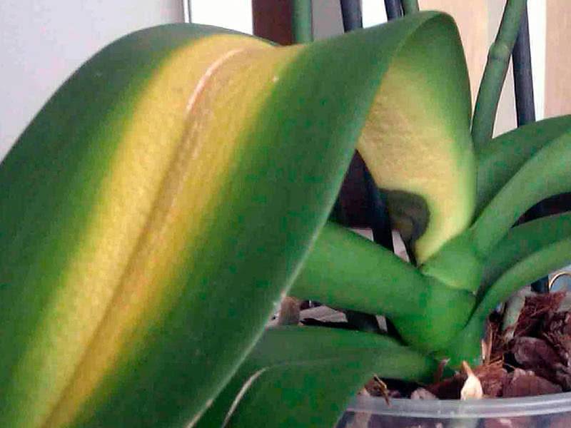 У орхидеи желтеют листья: причины и что делать