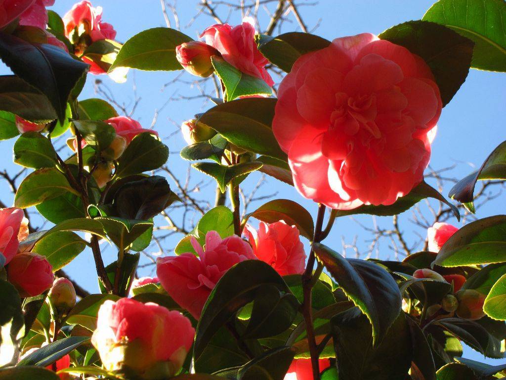 Комнатное растение камелия: фото цветка, уход в домашних условиях, выращивание восточного кустарника, похожего на розу