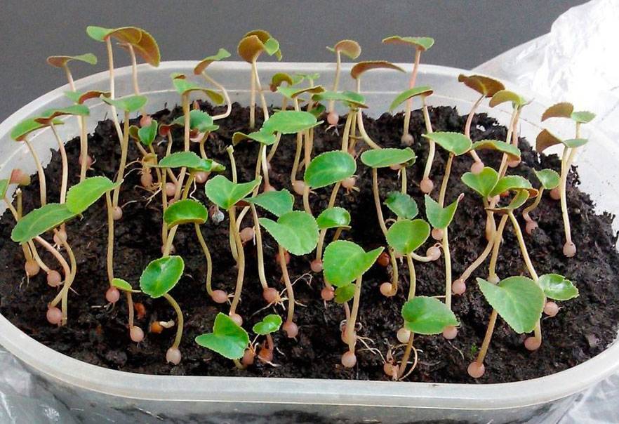 Украшение вашего дома — цикламен: как вырастить из семян?