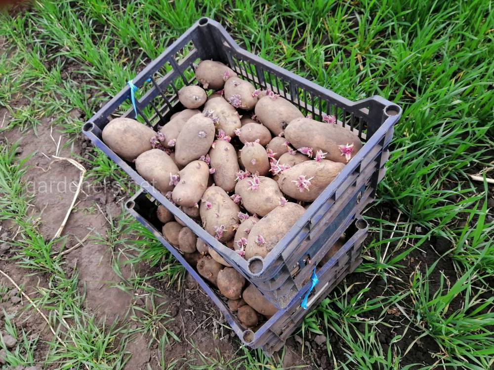 Главные причины почему картофель долго не всходит