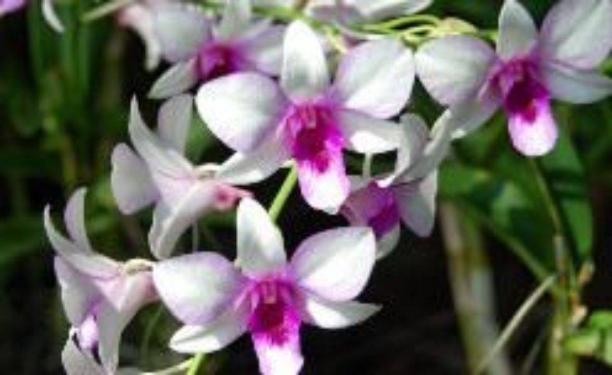 Интересные факты: почему сохнут бутоны у орхидеи фаленопсис