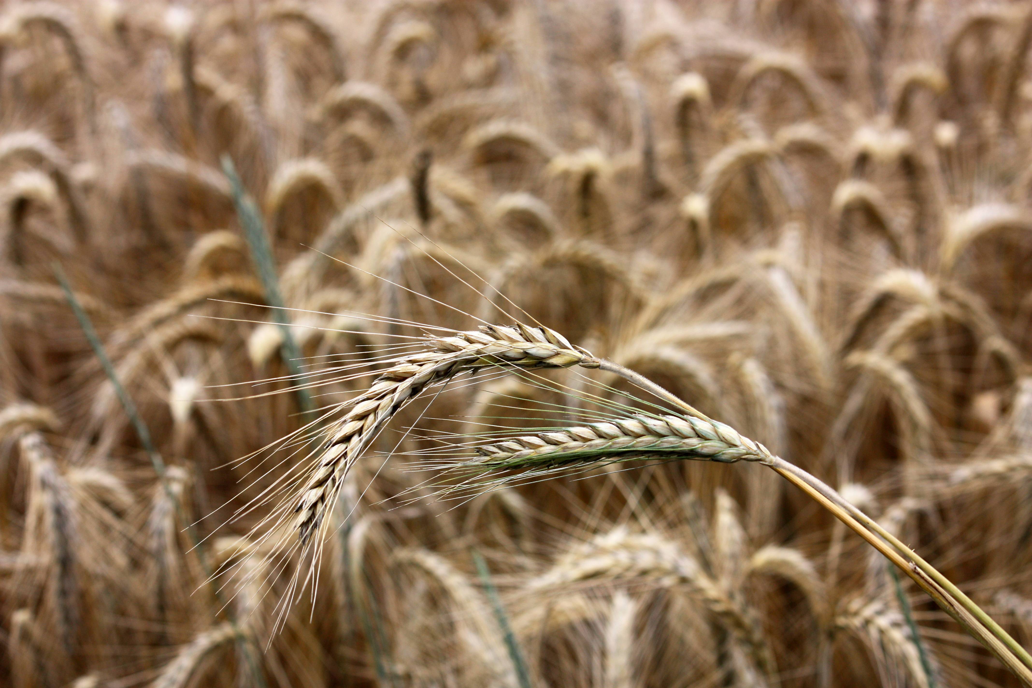 В корочанском районе на полях растят гибрид ржи и пшеницы