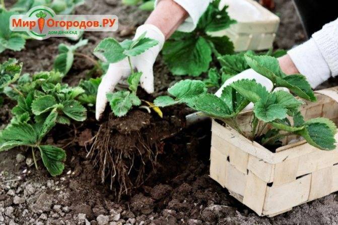 Особенности выращивания и ухода за ремонтантной земляникой в домашних условиях