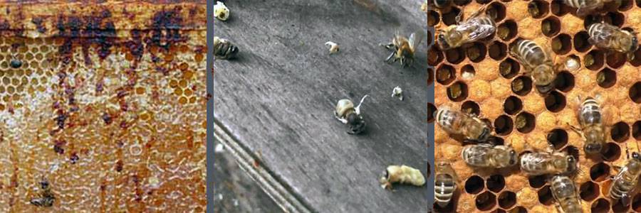 Болезни и вредители пчел