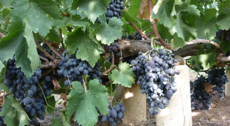 Виноград “фуршетный”: описание сорта, выращивание и уход