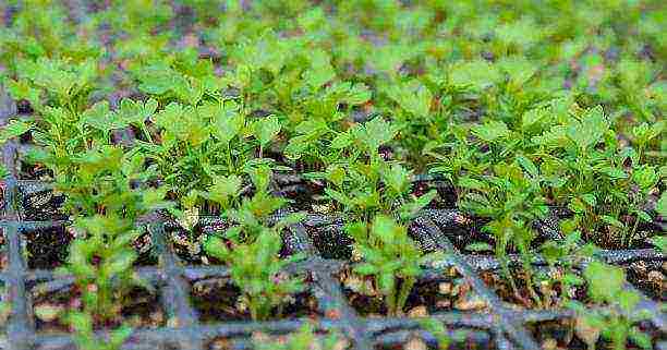 Листовой и черешковый сельдерей: выращивание по всем правилам