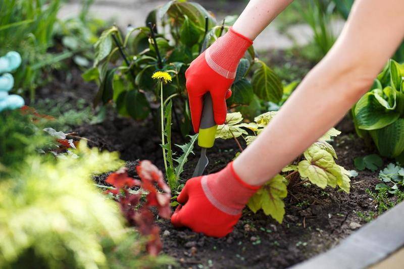 7 естественных и нетоксичных методов борьбы с сорняками на территории двора
