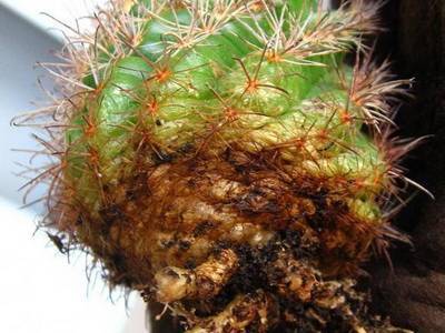 Болезни кактусов: фото заболеваний, лечение