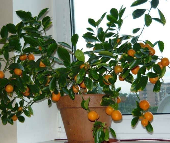 Сложно ли вырастить мандариновое дерево в домашних условиях?
