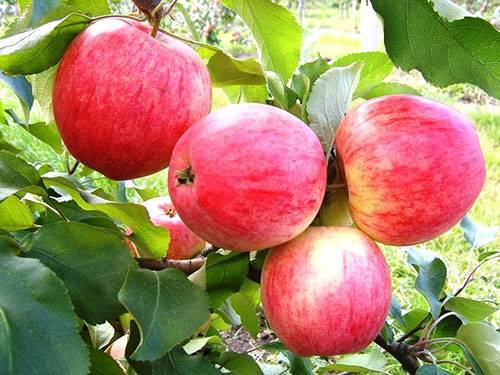 Лучшие поздние сорта яблонь