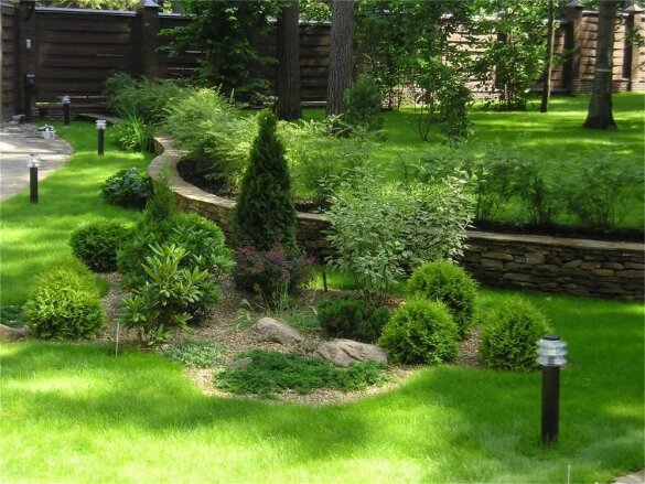 Вечнозеленые растения для озеленения сада: лето на участке круглый год