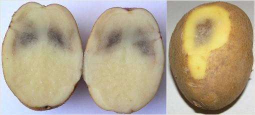 Болезни клубней картофеля