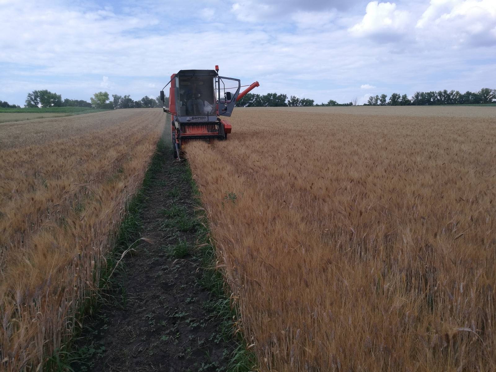 Этапы посева озимой пшеницы и дальнейший уход за посадками