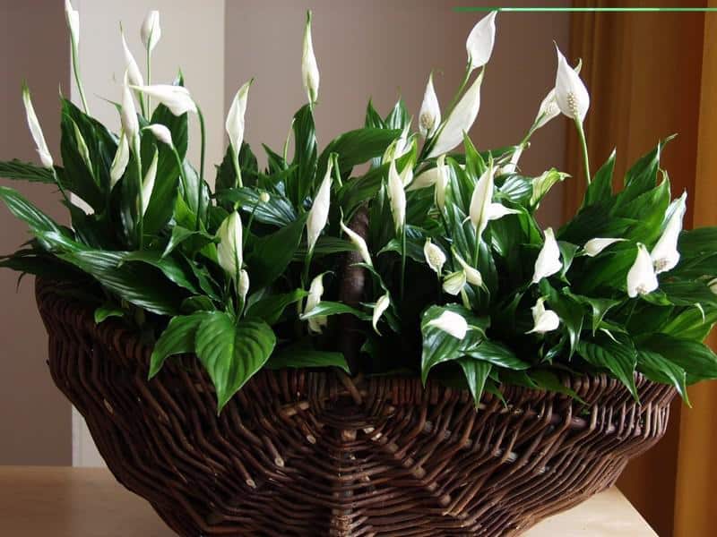 Спатифиллум — цветок женское счастье как ухаживать в домашних условиях?