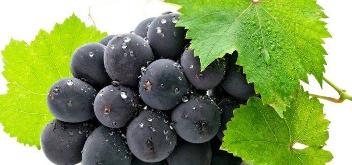 Подкормка винограда весной - лучшие удобрения и сроки их внесения