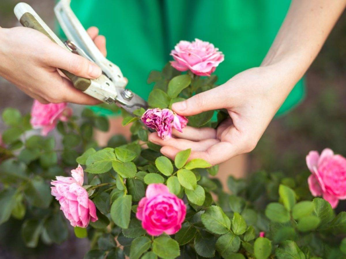 Как сохранить розы в вазе: что добавить в воду, чтобы цветы простояли дольше