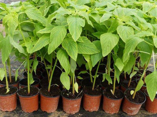 Амарант (ширица) — как посадить и вырастить растение