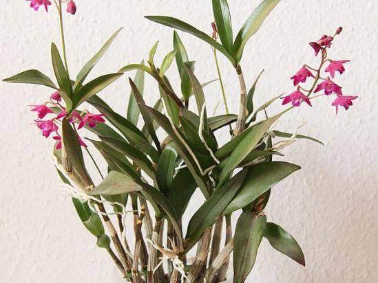 Орхидея дендробиум уход в домашних условиях размножение черенками и детками пересадка