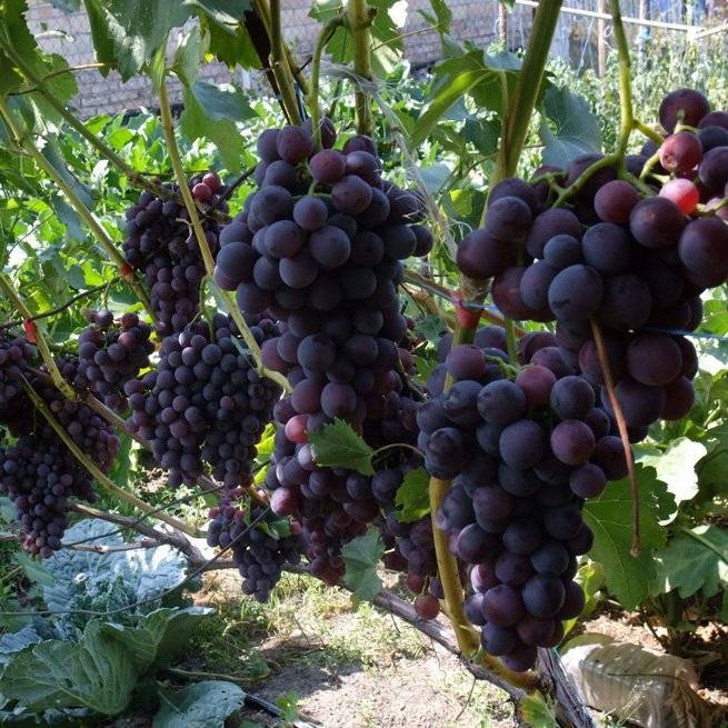 Как развести и рассадить виноград у себя на участке
