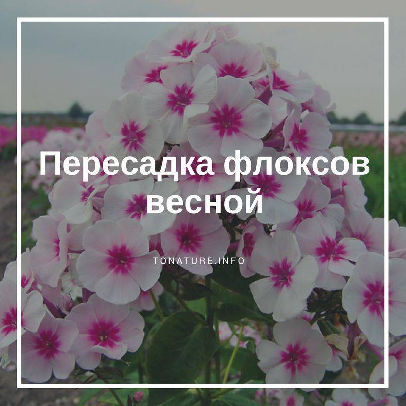 Флоксы Многолетние Посадка И Уход Фото Размножение