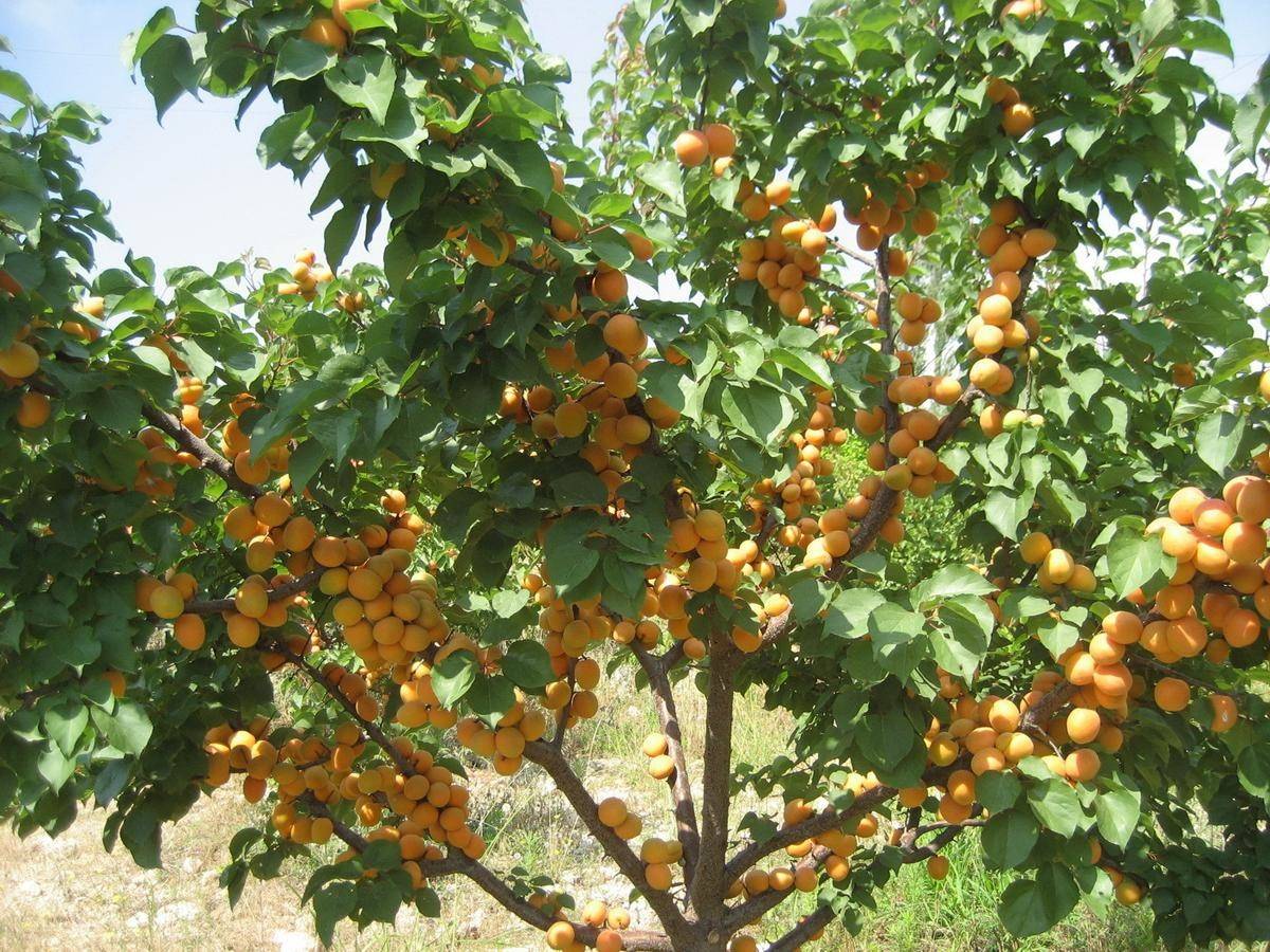 7 сортов абрикосов, которые редко болеют и хорошо переносят холода