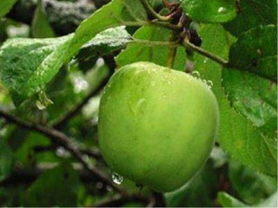 Яблоня семеренко – 8 особенностей и 10 советов по посадке и уходу