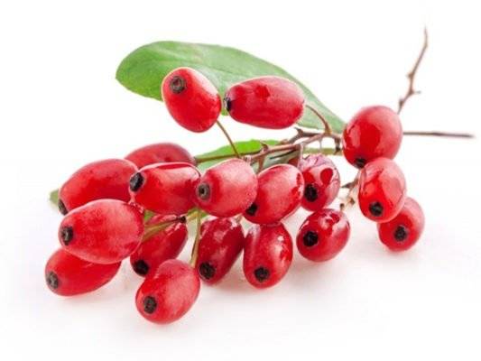 Как похудеть при помощи ягод годжи или китайского барбариса?