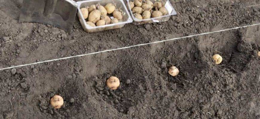 Любительское руководство: как сажать картофель в открытый грунт