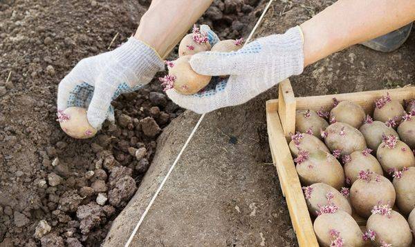 Когда копать картофель, или как определить, что картошка уже созрела