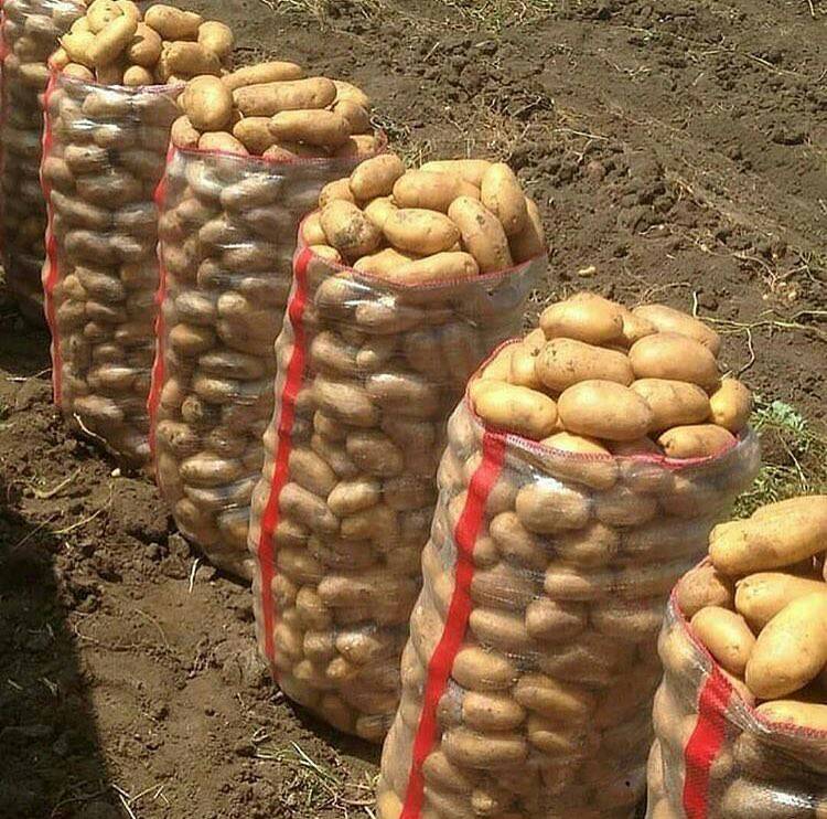 Агротехника и технология выращивания картофеля