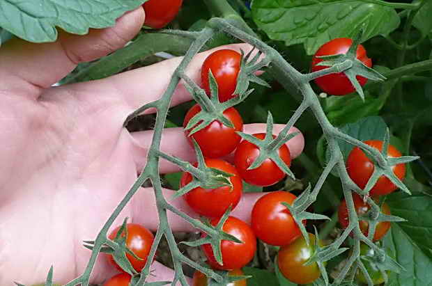 Выращивание и уход за помидорами черри в открытом грунте, теплице и дома