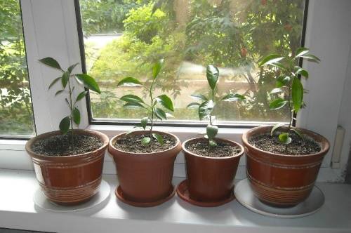 Как посадить дерево мандарина в домашних условиях