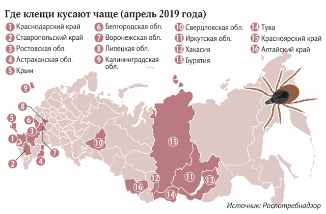 Какие клещи опасны для человека и животных — самые опасные виды. какие бывают виды опасных для человека клещей самые опасные виды клещей