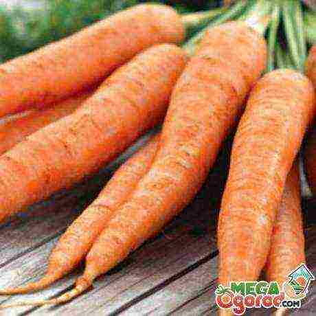 Особенности и характеристика белой моркови: описание популярных сортов и правила выращивания. полезные советы