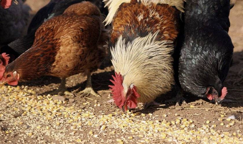 Кормление кур: нормы и рекомендации как правильно кормить цыплят, взрослых кур и петухов. советы заводчикам и фермерам