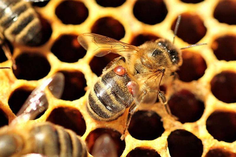 Как лечить пчел от варроатоза? можно ли предотвратить заболевание?
