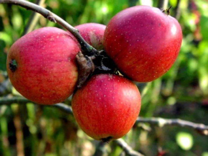 Яблоня беркутовское — описание сорта