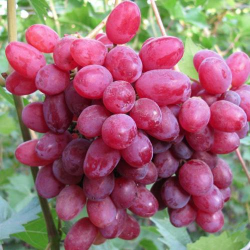 Виноград велес — розовый кишмиш с огромными кистями весом до 3,6 кг