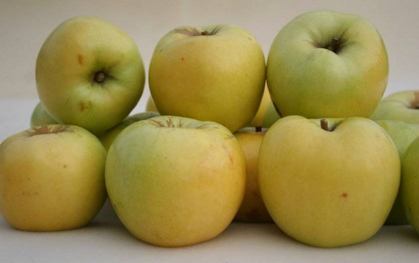Можно ли замораживать яблоки на зиму для компота и шарлотки