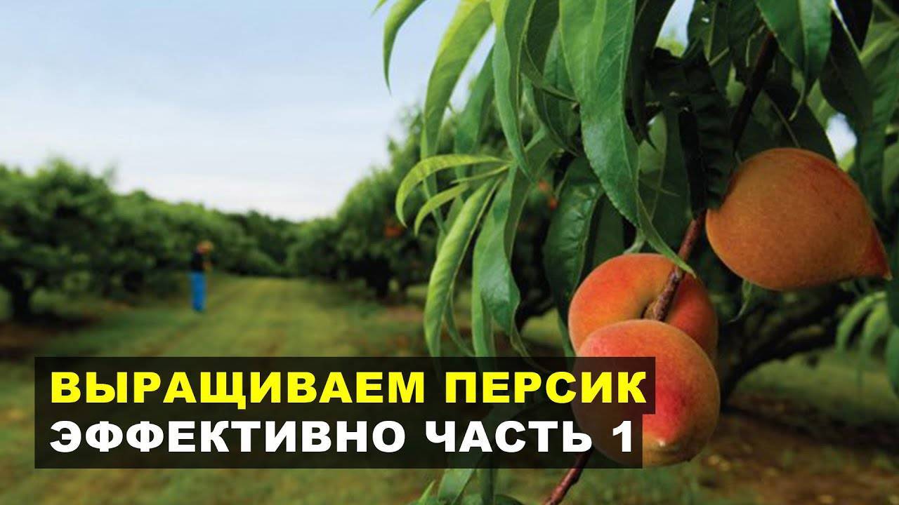 Правила выращивания персика из косточки в домашних условиях