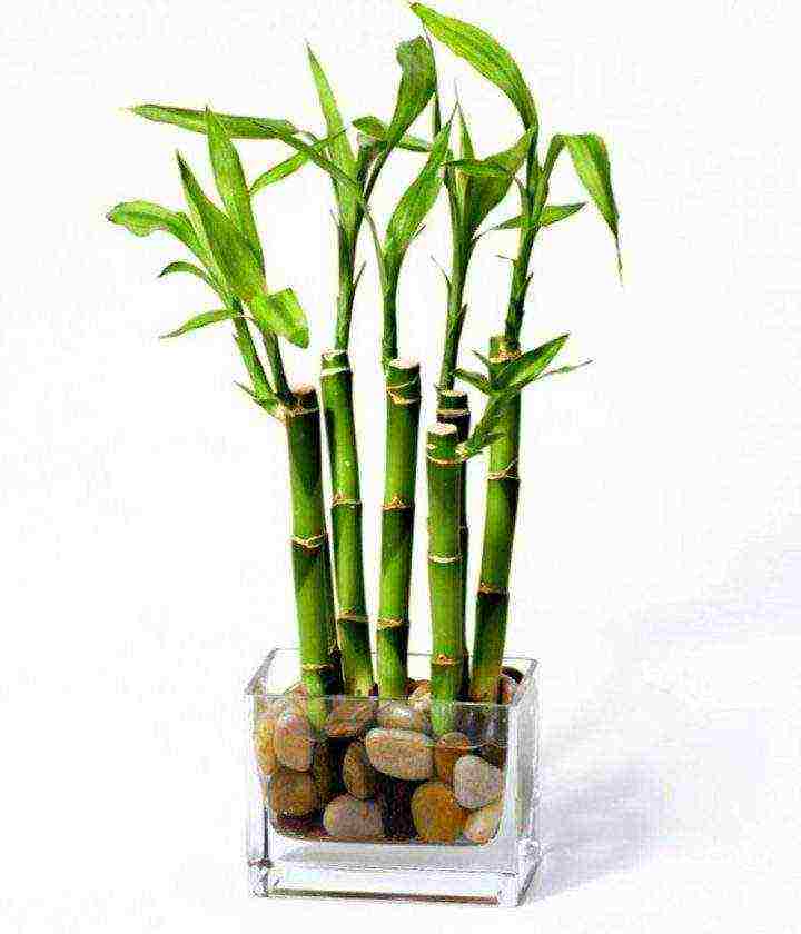 Как вырастить и ухаживать за бамбуком в домашних условиях размножение бамбука лаки как посадить
