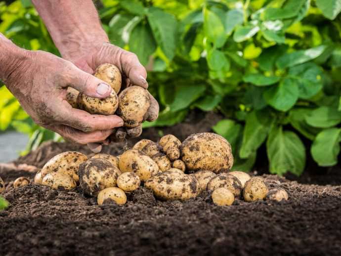 Внекорневая подкормка картофеля: для чего нужна, нормы, особенности