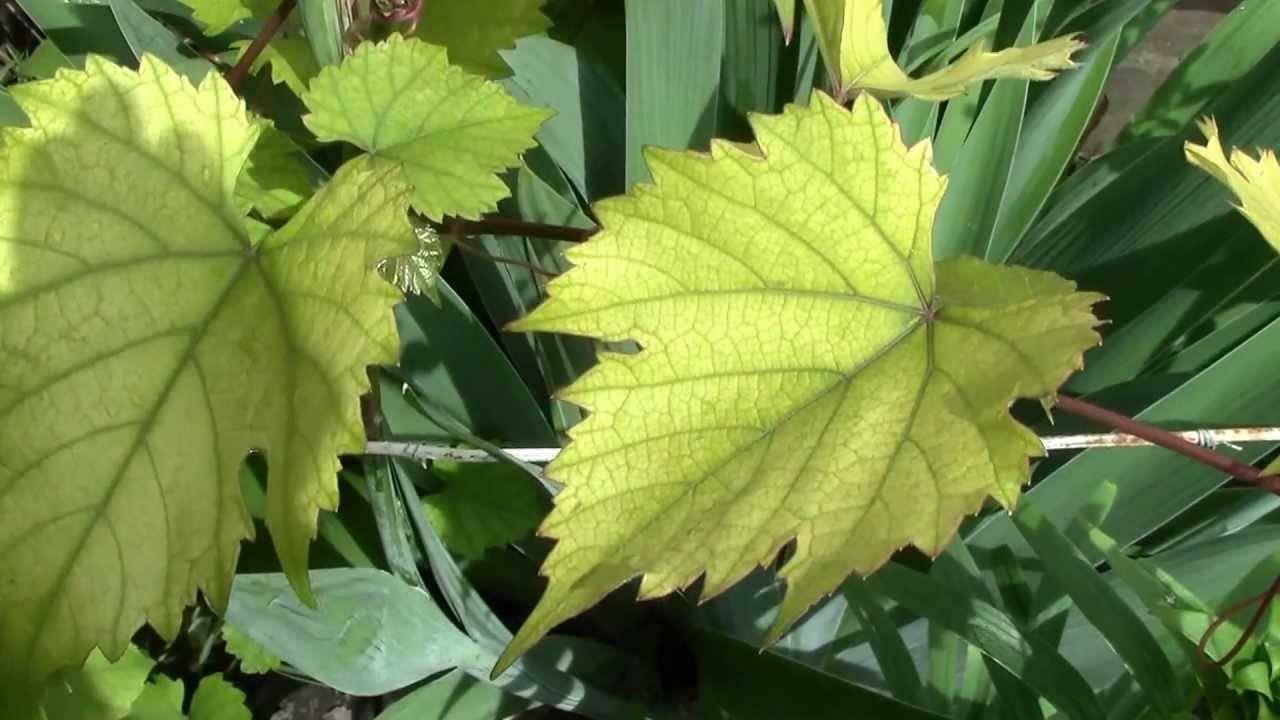 Причины и признаки хлороза листьев у растений, лечение готовыми препаратами и народными средствами