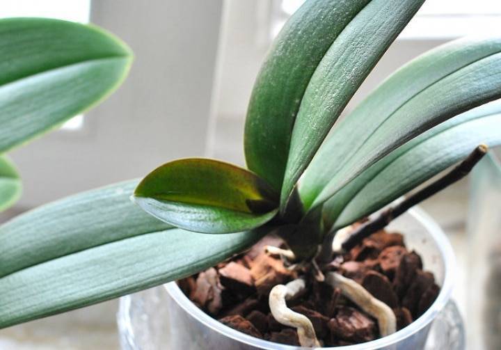 Узнайте, как часто можно поливать орхидею янтарной кислотой?