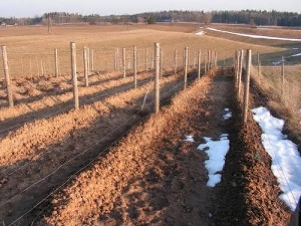 Чем укрыть виноград на зиму – плюсы и минусы всех способов укрытия