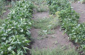 Как обустроить огород по митлайдеру и вырастить по-настоящему богатырские овощи