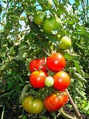 Помидоры которые не болеют фитофторой:  7 проверенных сортов томатов устойчивые к фитофторе.