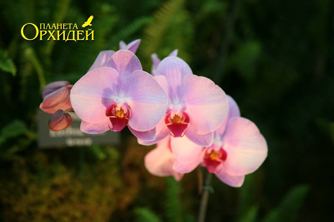Виды удобрений, подходящих для орхидей, и способы их применения