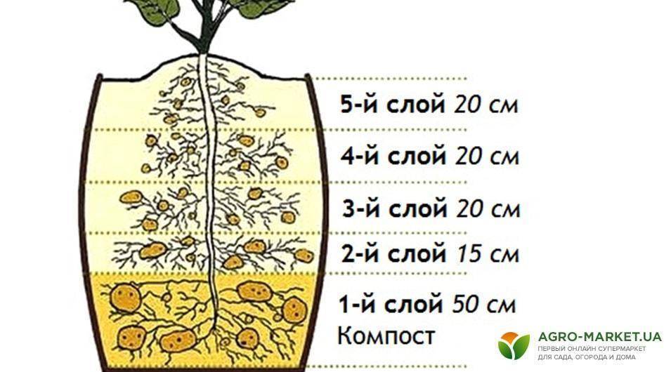 Картофель в мешках: необычный метод выращивания для огородников-экспериментаторов